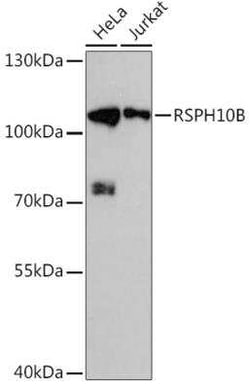 RSPH10B Antibody - Azide and BSA Free, Novus Biologicals:Antibodies:Primary