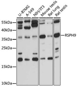 RSPH9 Antibody - BSA Free, Novus Biologicals:Antibodies:Primary Antibodies