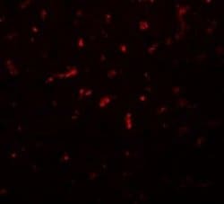 RSRC1 Antibody - BSA Free, Novus Biologicals 0.1 mg; Unconjugated:Antibodies,