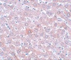 RSRC1 Antibody - BSA Free, Novus Biologicals 0.1 mg; Unconjugated:Antibodies,