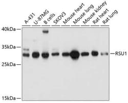 RSU1 Antibody - Azide and BSA Free, Novus Biologicals 0.02 mL; Unconjugated:Antibodies,