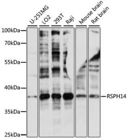 RTDR1 Antibody - Azide and BSA Free, Novus Biologicals:Antibodies:Primary