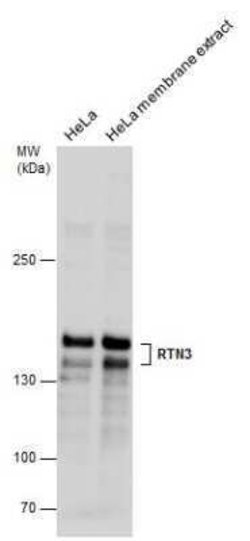 RTN3 Antibody, Novus Biologicals 100 &mu;g | Buy Online | Novus Biologicals | Fisher Scientific
