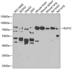 RUFY2 Antibody - BSA Free, Novus Biologicals 0.1 mL; Unconjugated:Antibodies,