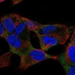 RUNDC3B Rabbit anti-Human, Polyclonal, Novus Biologicals 100 &mu;g; Unconjugated:Antibodies,