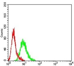 RUNX1/CBFA2 Antibody (6C12A5) - BSA Free, Novus Biologicals 0.1 ml; Unconjugated:Antibodies,