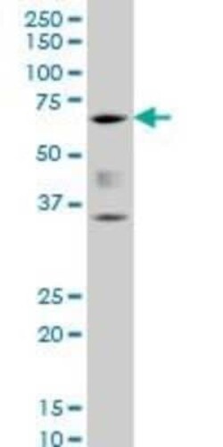 RUNX2/CBFA1 Antibody (3F5), Novus Biologicals 0.1 mg | Buy Online | Novus Biologicals | Fisher Scientific