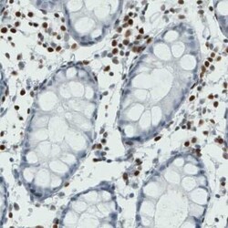 RUNX2/CBFA1 Antibody (CL0232), Novus Biologicals 25 &mu;L, Unconjugated:Antibodies,