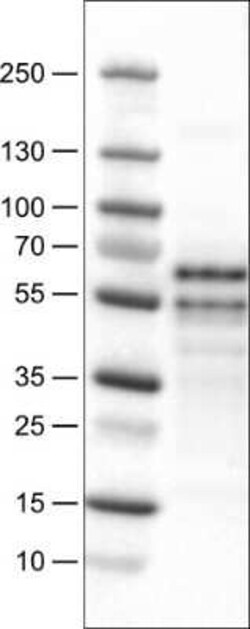 RUNX2/CBFA1 Antibody (CL0232), Novus Biologicals 25 &mu;L, Unconjugated:Antibodies,