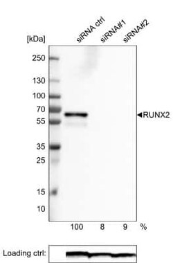 RUNX2/CBFA1 Antibody (CL0232), Novus Biologicals 25 &mu;L, Unconjugated:Antibodies,