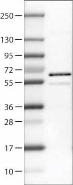 RUNX2/CBFA1 Antibody (CL0235), Novus Biologicals 0.1 mL, Unconjugated:Antibodies,