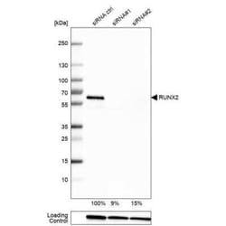 RUNX2/CBFA1 Antibody (CL0235), Novus Biologicals:Antibodies:Primary Antibodies
