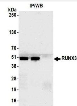 RUNX3/CBFA3 Antibody (BLR122H), Novus Biologicals 100 &mu;g | Buy Online | Bio-Techne | Fisher Scientific