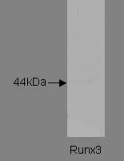 RUNX3/CBFA3 Antibody (K12P3F11 C9) - BSA Free, Novus Biologicals 0.025