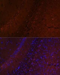 RUSC1 Antibody - Azide and BSA Free, Novus Biologicals:Antibodies:Primary