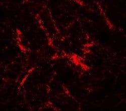 RUSC2 Antibody - BSA Free, Novus Biologicals 0.1 mg; Unconjugated:Antibodies,