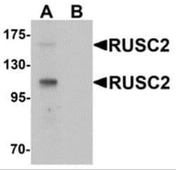 RUSC2 Antibody - BSA Free, Novus Biologicals 0.1 mg; Unconjugated:Antibodies,
