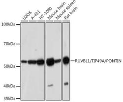 RUVBL1 Rabbit anti-Human, Mouse, Rat, Clone: 7Q2U8, Novus Biologicals:Antibodies:Primary