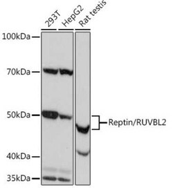 RUVBL2 Rabbit anti-Human, Mouse, Rat, Clone: 3U4L10, Novus Biologicals:Antibodies:Primary