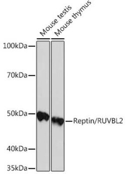 RUVBL2 Rabbit anti-Human, Mouse, Rat, Clone: 3U4L10, Novus Biologicals:Antibodies:Primary