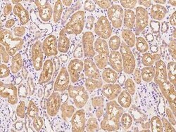 RXFP3/RLN3R1/SALPR Antibody, Novus Biologicals 100 &mu;g | Buy Online | Novus Biologicals | Fisher Scientific