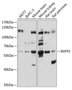RXFP3/RLN3R1/SALPR Antibody - BSA Free, Novus Biologicals 0.02 mL, Unconjugated:Antibodies,