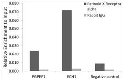 RXR alpha/NR2B1 Rabbit anti-Human, Mouse, Rat, Clone: 6Y10M1, Novus Biologicals:Antibodies:Primary