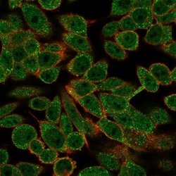 RXR beta/NR2B2 Antibody (PCRP-RXRB-2B6) - Azide and BSA Free, Novus Biologicals