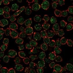 RXR beta/NR2B2 Antibody (PCRP-RXRB-2B6) - Azide and BSA Free, Novus Biologicals