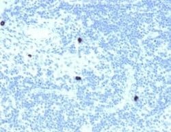 RXR beta/NR2B2 Antibody (PCRP-RXRB-2B6) - Azide and BSA Free, Novus Biologicals