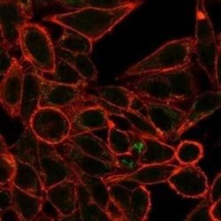 RXR gamma/NR2B3 Mouse anti-Human, Clone: PCRP-RXRG-5H4, Novus Biologicals:Antibodies:Primary