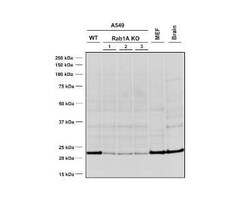 Rab1A Mouse anti-Human, Mouse, Clone: 4G10, Novus Biologicals 25 &mu;g | Buy Online | Novus Biologicals | Fisher Scientific