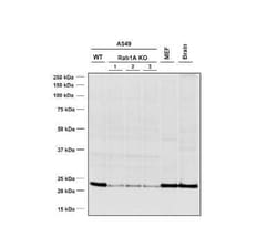 Rab1A Mouse anti-Human, Mouse, Clone: 7H4, Novus Biologicals 100 &mu;g | Buy Online | Novus Biologicals | Fisher Scientific