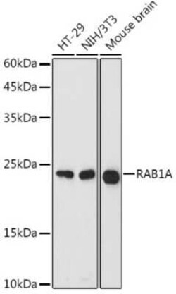 Rab1A Antibody - Azide and BSA Free, Novus Biologicals 0.02 mL; Unconjugated:Antibodies,