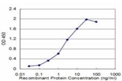 Rab27a Antibody (4C1), Novus Biologicals 0.1 mg | Buy Online | Novus Biologicals | Fisher Scientific