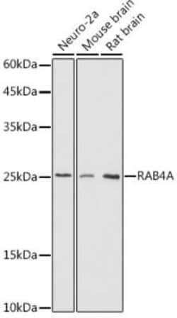 Rab4 Rabbit anti-Human, Mouse, Rat, Polyclonal, Novus Biologicals 100 μg;
