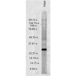 Rab4 Rabbit anti-Human, Mouse, Rat, Polyclonal, Novus Biologicals 25 &mu;g | Buy Online | Novus Biologicals | Fisher Scientific