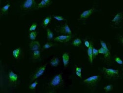 Rab7a Antibody, Novus Biologicals 50 &mu;g, Unconjugated:Antibodies, Polyclonal