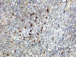 IgA Antibody (RM128), Biotin, Novus Biologicals™