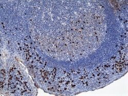 IgA1 Antibody (RM124), Biotin, Novus Biologicals™