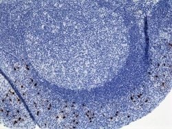 IgA2 Antibody (RM125), Biotin, Novus Biologicals&trade;