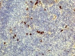 IgD Antibody (RM123), Biotin, Novus Biologicals 50&mu;g:Antibodies, Monoclonal