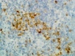 IgG Heavy Chain Antibody (RM116), Biotin, Novus Biologicals 50&mu;g:Antibodies,