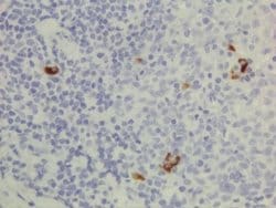 IgG3 Antibody (RM119), Biotin, Novus Biologicals 50&mu;g:Antibodies, Monoclonal