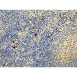 IgG4 Antibody (RM120), Biotin, Novus Biologicals 50&mu;g:Antibodies, Monoclonal
