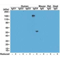 IgG4 Antibody (RM120), Biotin, Novus Biologicals 50&mu;g:Antibodies, Monoclonal
