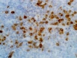 Kappa Light Chain Antibody (RM126), Biotin, Novus Biologicals&trade;