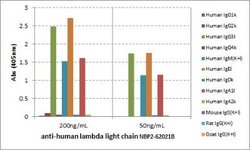 Lambda Light Chain Antibody (RM127), Biotin, Novus Biologicals 50 &mu;g | Buy Online | Novus Biologicals | Fisher Scientific