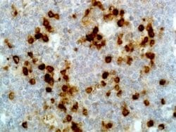 Lambda Light Chain Antibody (RM127), Biotin, Novus Biologicals&trade;