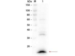 VHH Rabbit anti-Llama, Secondary Antibody, Novus Biologicals 100 &mu;g;